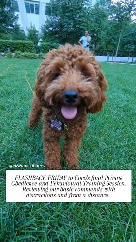 ✨ Flashback Friday ✨

Coco completed 6 weeks of Obedience and Behavioural Training, and we're looking back at how far she’s c...