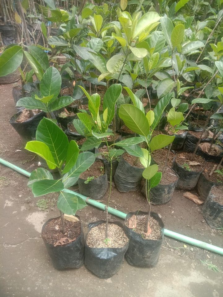 Tanaman buah nangka madu product image (1)