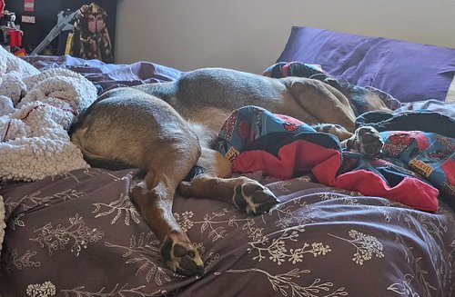 Cricket coming in to check on men's and then just passing the eff out like 