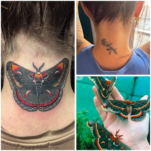 Fresh robin moth coverup! 

#tattooapprentice #coveruptattoos