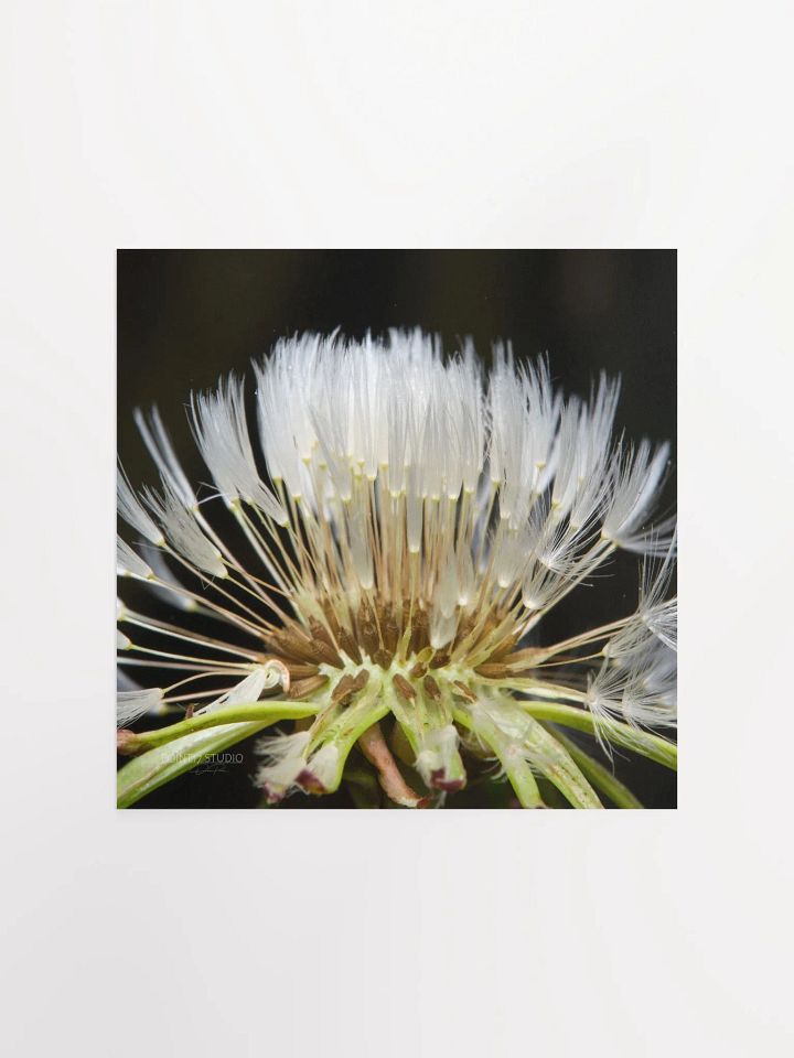 Dandelion #10 - Print product image (2)
