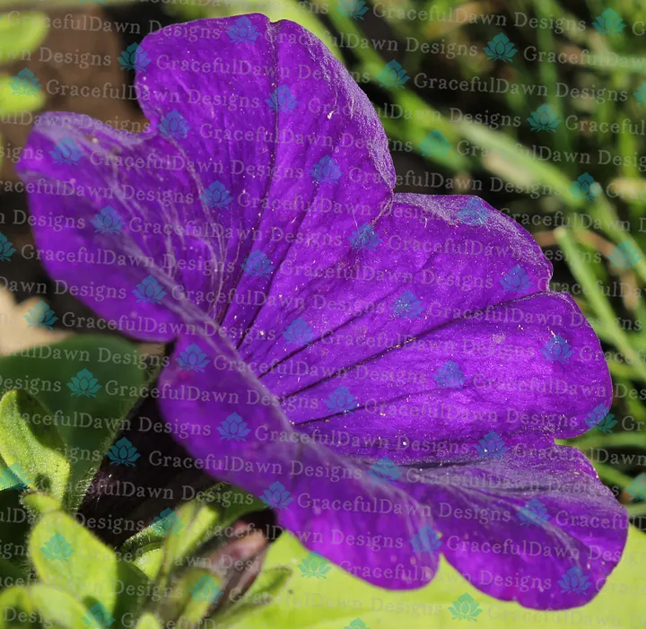 Velvety Purple Petunia product image (1)