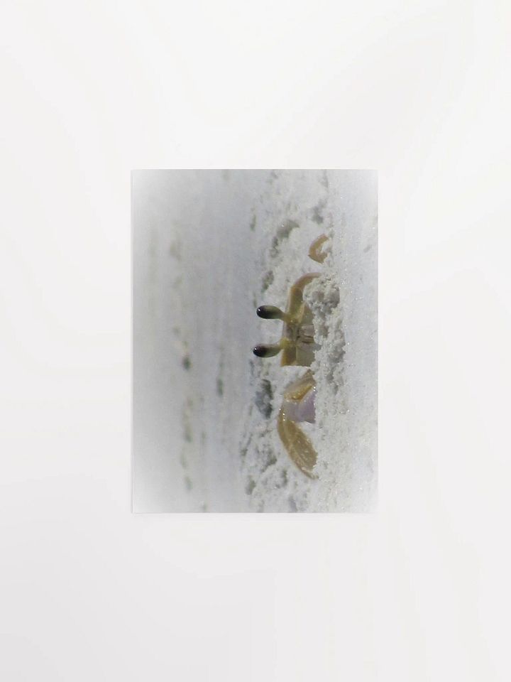Beach Crab product image (1)