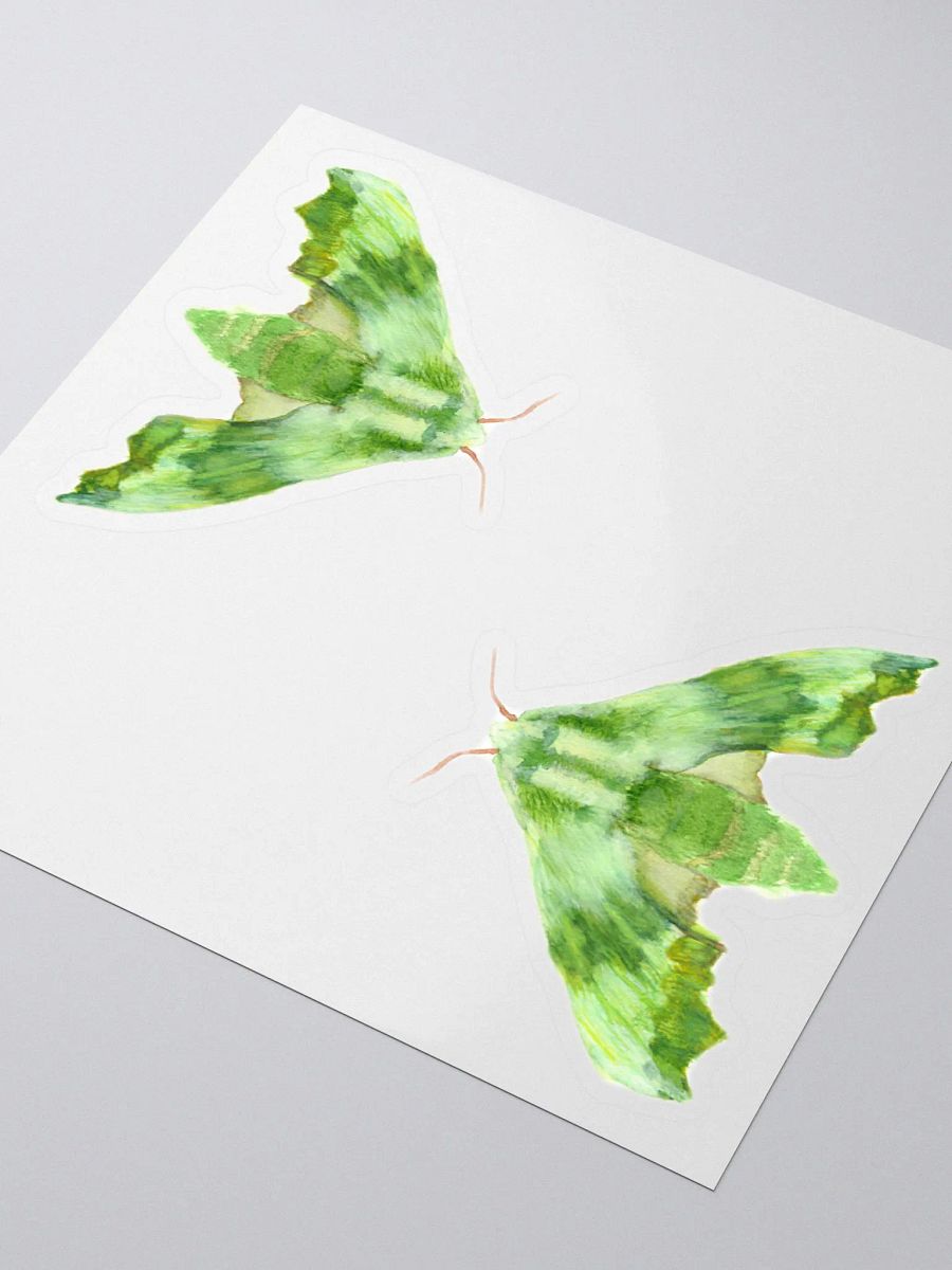 Lime Hawk Moth Sicker (x2) product image (3)