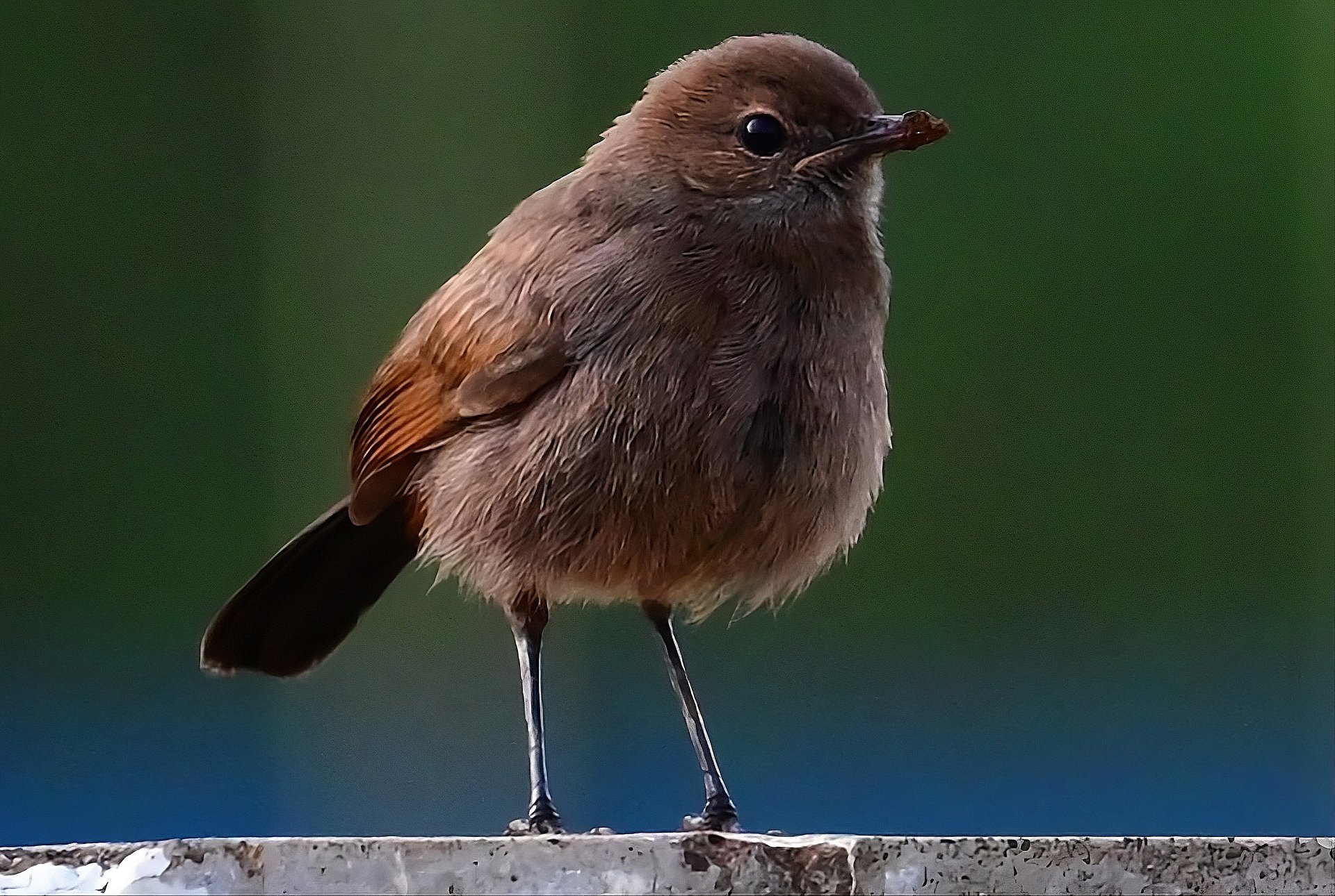 IUCAA BIRDS PHOTO product image (1)