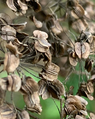 Angelica genuflexa, Kneeling Angelica, has very mature fruits in this photo. It grows from Alaska to California, and in Easte...