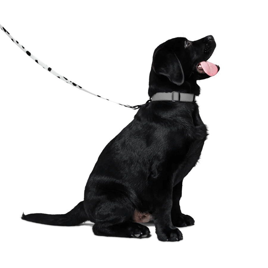 Dalmatian Dream Pet Leash product image (4)