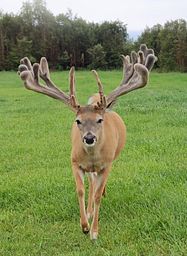 Buck Level 