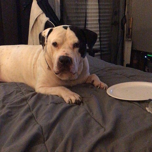 I made Flautas…. He don’t scare me. But that look!!!! (Yes I made him his own. See the empty plate next to him?) ..,,Spoiled ...