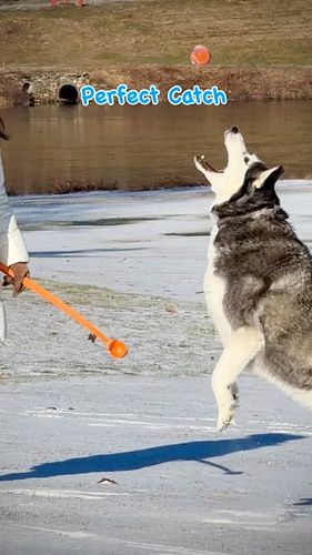 Perfect Catch. #iphone15promax #gopro11 #play #instagram #husky #fairytale #foryou #reels #birdsonearth #siberianhusky #viral...