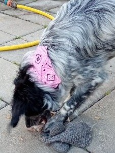 Bandana With Adjustable Triangle Shape & Buckle product image (1)