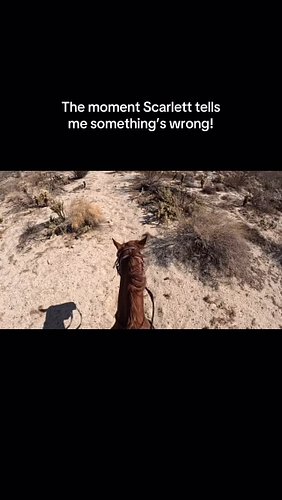 Scarlett has such a good mind to not freak out and tell me she had a cactus in her foot. 🌵🐎#jumpingcholla #cactus #desert #ho...