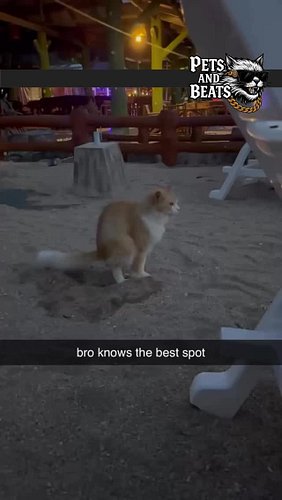 😍🥰🤌

song: Reset by Orta @ortamusik 

follow @petsandbeats created by @catsandmetalmusic for not only cats and not only metal...