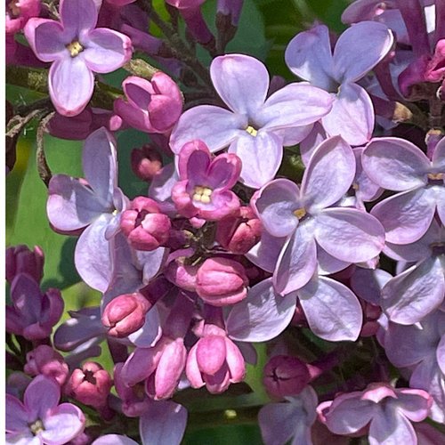 The last few days up here in Northern Maine have been VERY warm .... and as a result, my lilac bush has started to pop.  And ...