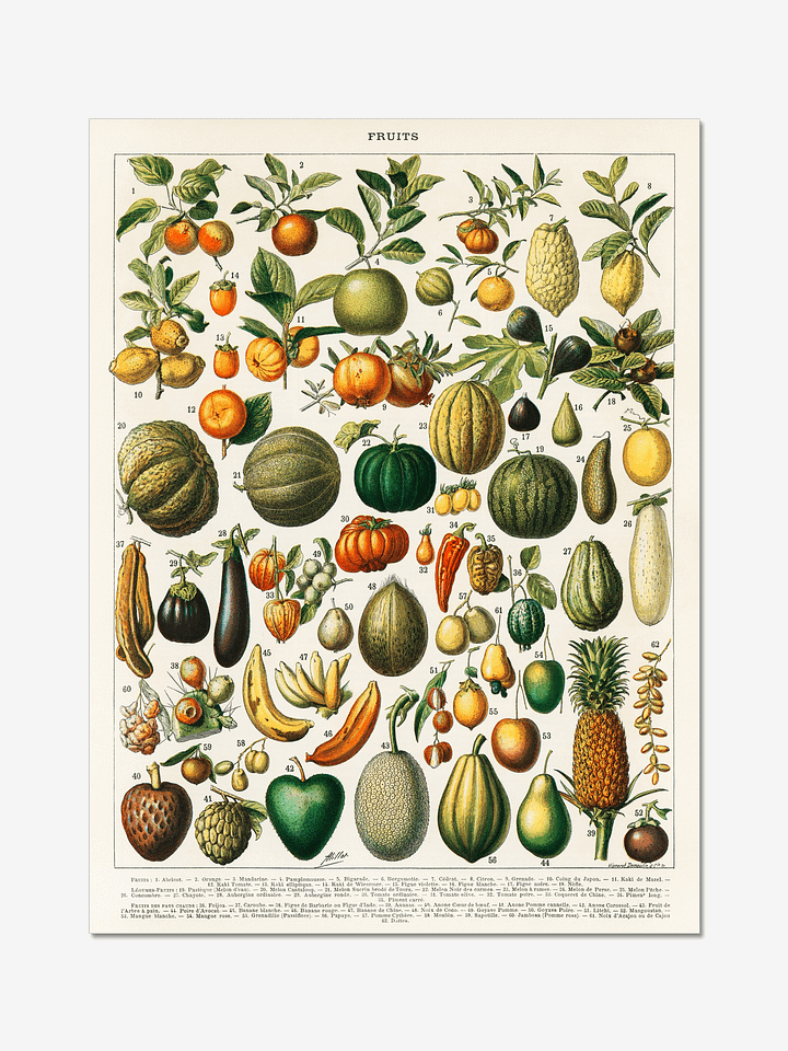 Vintage Fruit Botanical Illustration Poster product image (1)