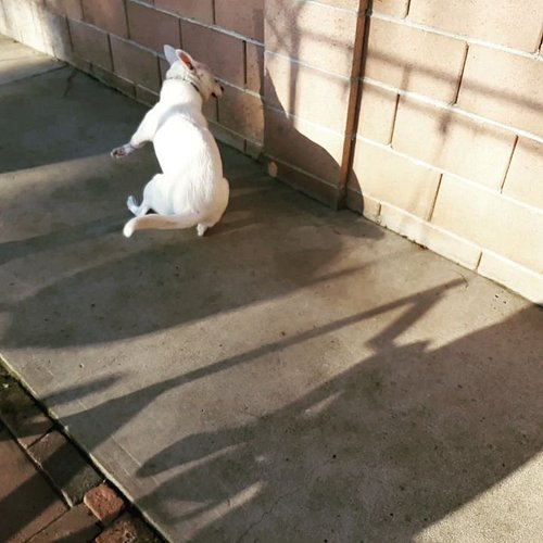 The Annoying Bandoggo when I upload a new video.