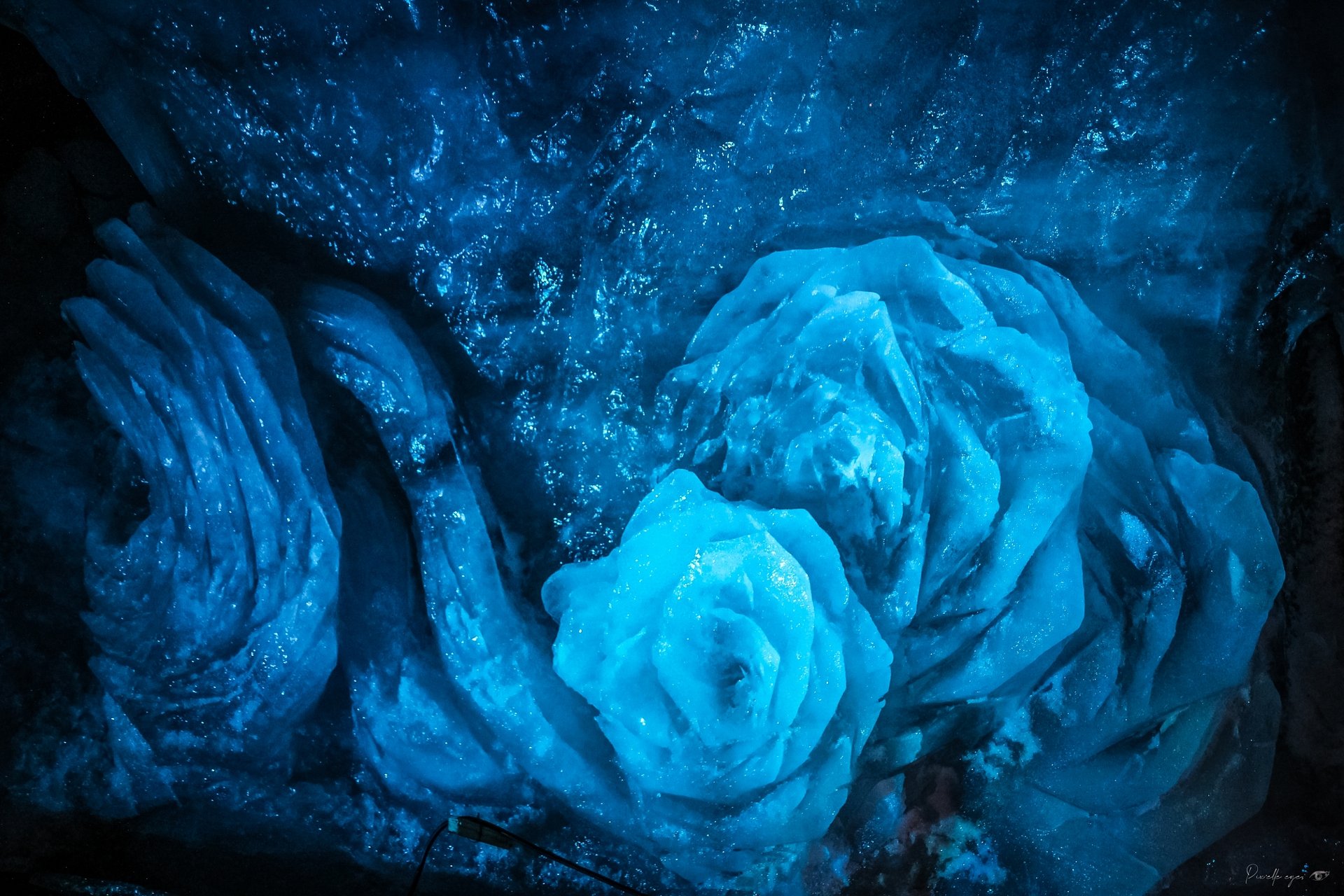 Prestige Fine Art - Frozen Bloom - Limited Edition product image (1)