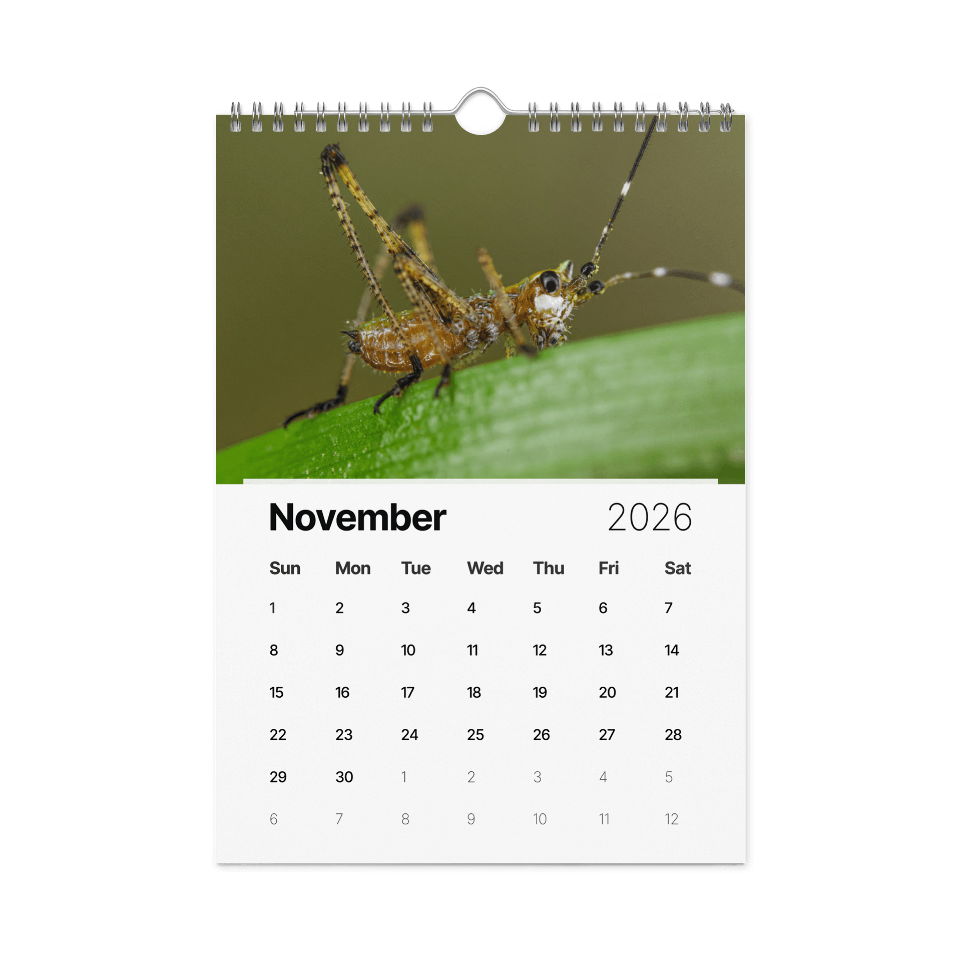 2026 Garden Bugs product image (12)