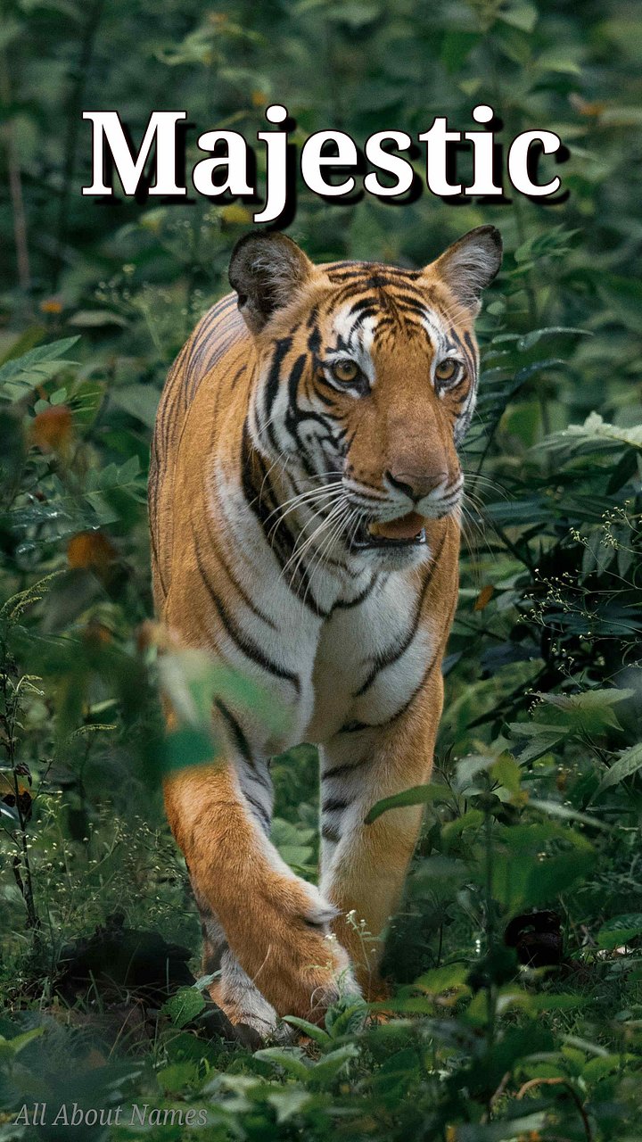 Tiger : Mobile Phone Wallpaper / Lock Screen product image (1)