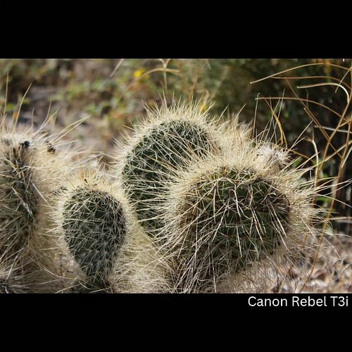 Take me back 🏜

#canon #canonphotography #redrockcanyon #redrock #desert #Desertrose #35mm #photooftheday #photography #freel...