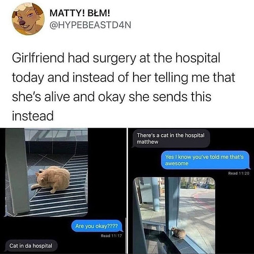 cat in da hospital
