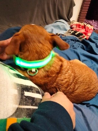 LED Rechargable Pet Collar product image (10)