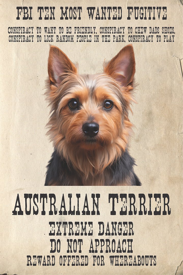 Wanted-Australian Terrier-32x48x300 product image (1)