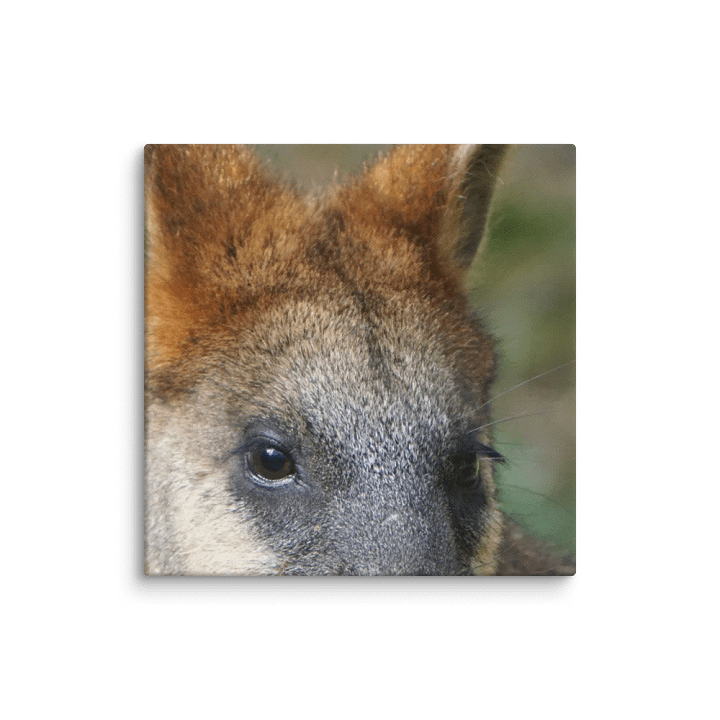 Kangaroo Canvas product image (1)