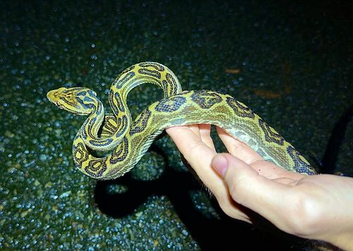 Check out this incredible Golden Habu I found in Japan! Video is on the YouTube channel now! #habu #lancehead #snake #snakes ...