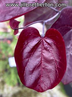 Fantastic foliage for Halloween #bleedingheart #halloween #gardeningideas #autumnfoliage 