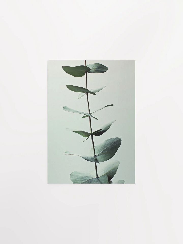 Eucalyptus Whispers Matte Poster product image (4)