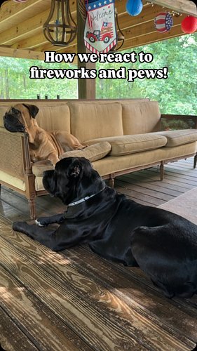 How I conditioned for fireworks and pews!

As pups, I walked around with the sound of fireworks, pews and thunder as backgrou...