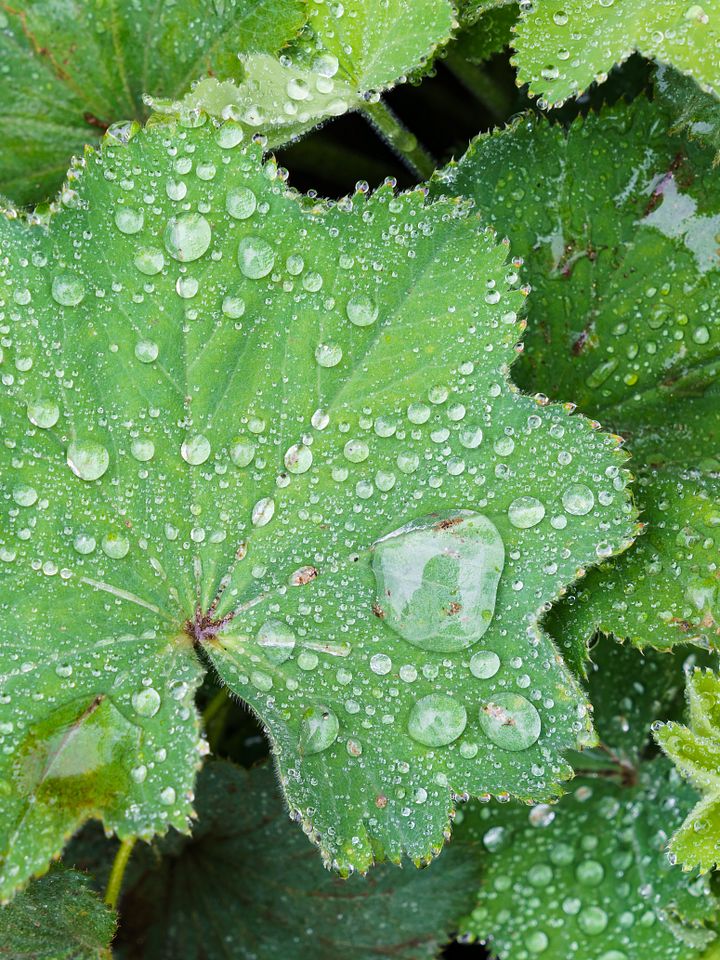 Alchemilla vulgarisعشبة عباءة السيدة البرية product image (1)
