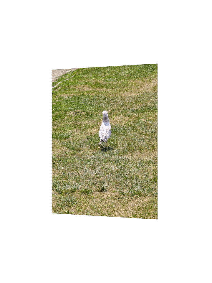 Seagull Takes A Stroll (Enhanced Matte Poster) product image (6)