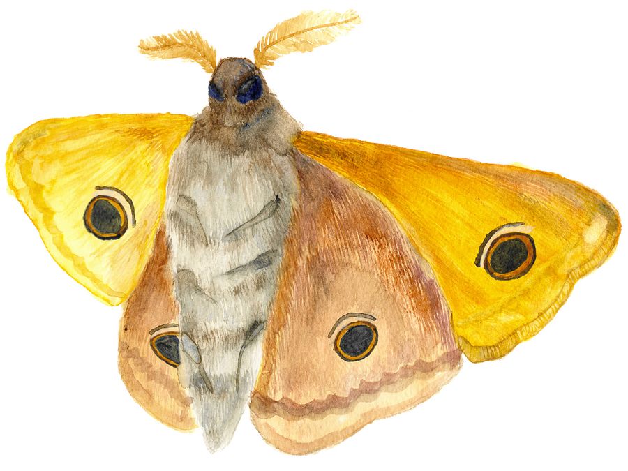 Small Emperor Moth Sticker (x2) product image (5)