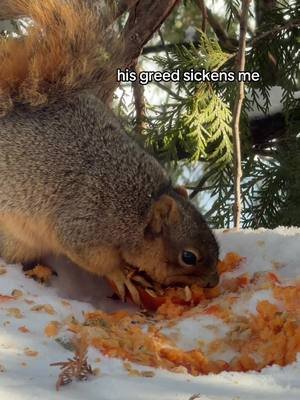 bro brought a whole pumpkin to eat in one go #music #indiemusic #squirrel #winter 