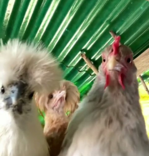 🐔🕺 Dancing Funny Chickens! These chickens are putting on an entertaining dance show to the rhythm of music.

#chicken #dance ...