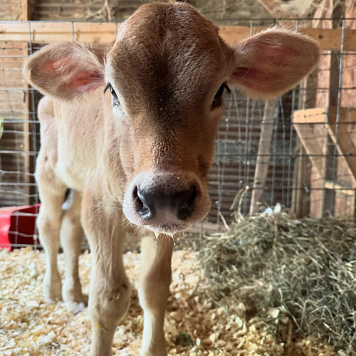 Now that his health testing is back clean I can officially welcome our sweet Brown Swiss boy Huckleberry to the farm. This st...