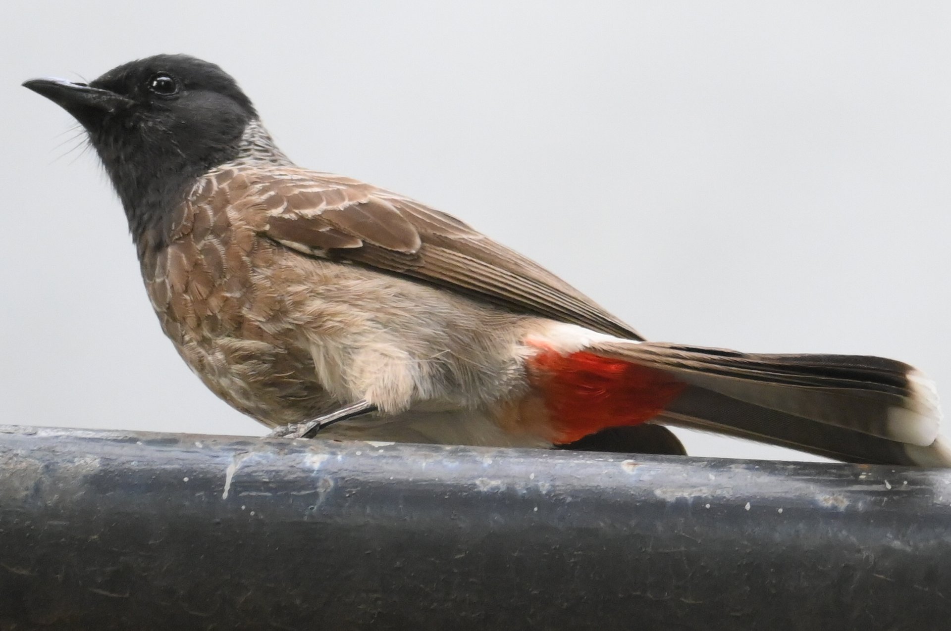 IUCAA Birds Photos product image (1)