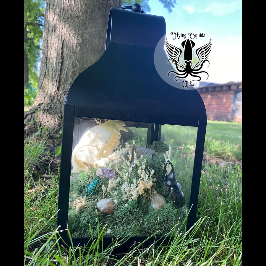 Raccoon Skull Enclosure product image (1)