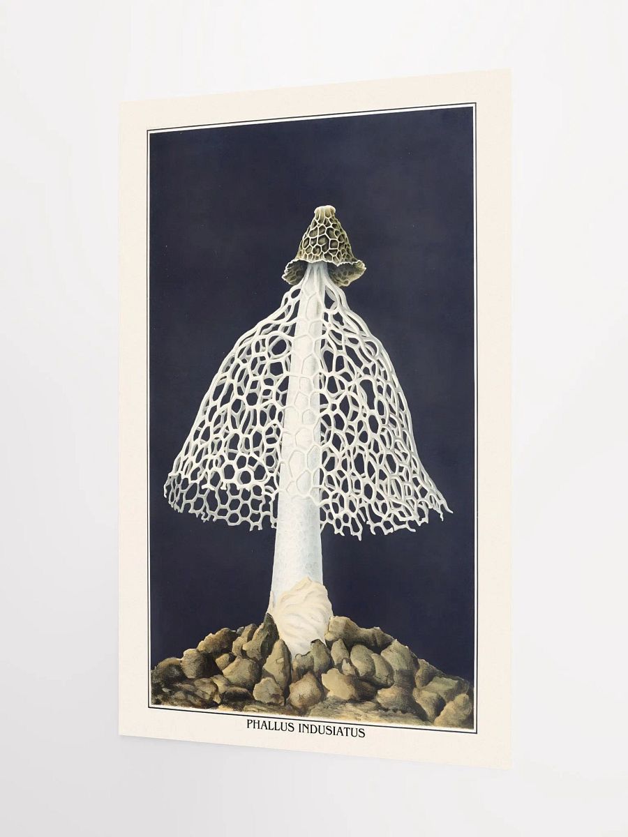 Phallus Indusiatus Poster product image (3)