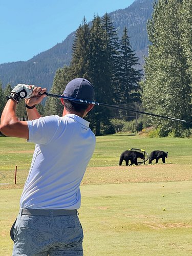 Glimpses from Nicklaus North 🤩 absolute stunning course and we played alongside these wild bears!

Nicklaus North is a must w...