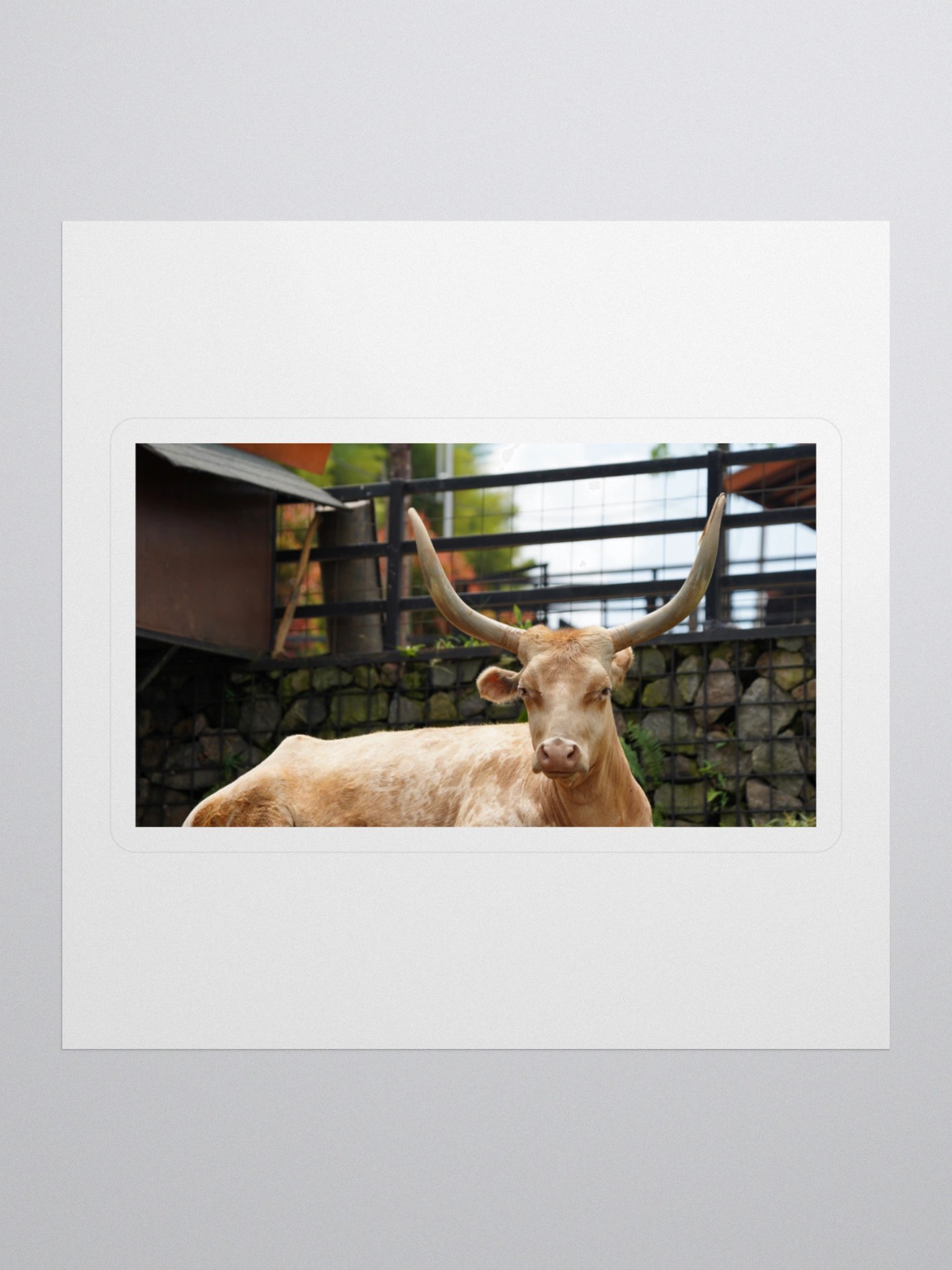 Majestic Longhorn Cow Kiss Cut Stickers product image (1)