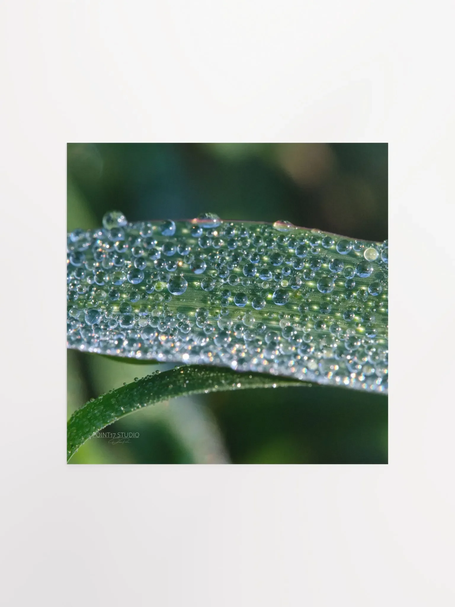 Dew Gems #1 - Print product image (3)