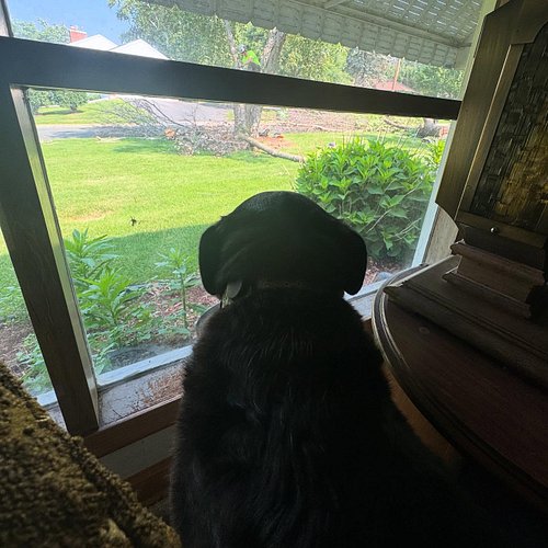 Spice is loving the content on Dog TV today 😂
