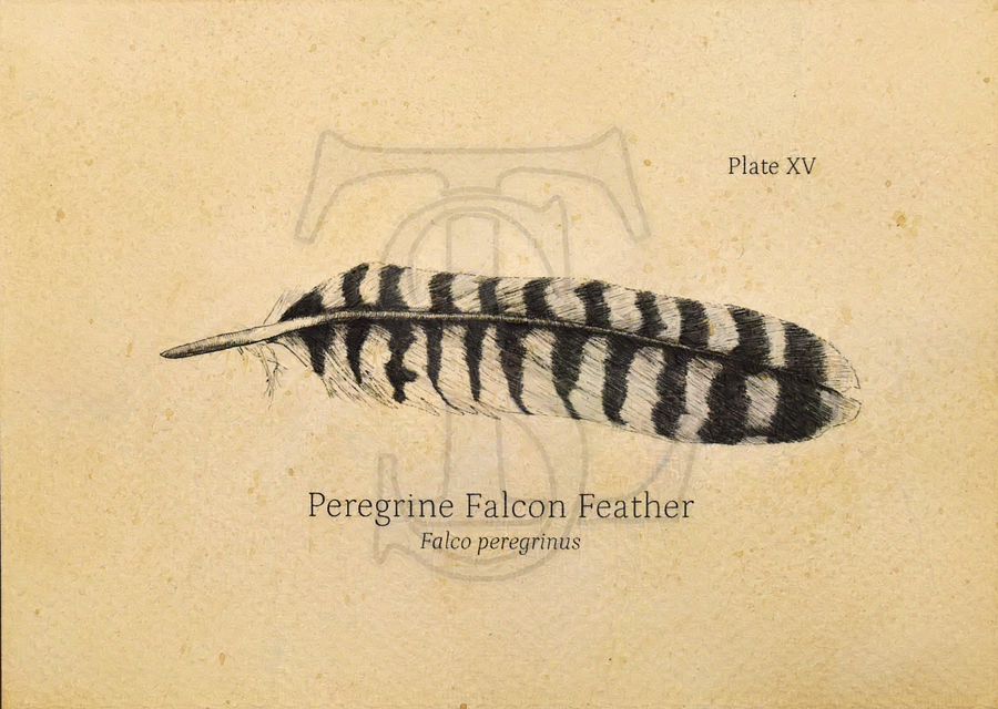 Peregrine Falcon Feather Giclée print (hand watercolored) product image (1)