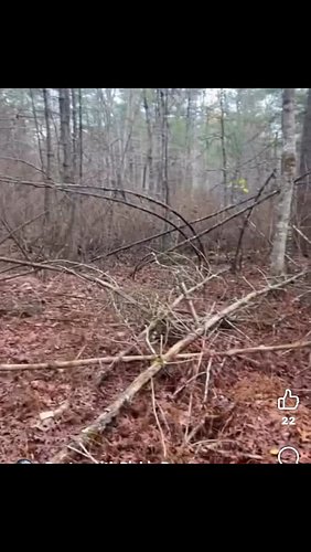 Bigfoot was here !! #fyp #viral #bigfoot #insta #instagram #cryptid #yt #youtube #sasquatch #tiktok
