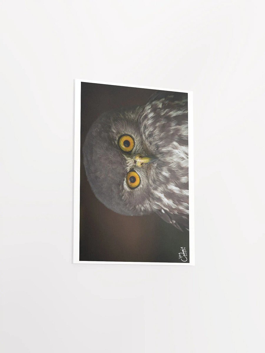 The Owl's Stare - Print product image (3)