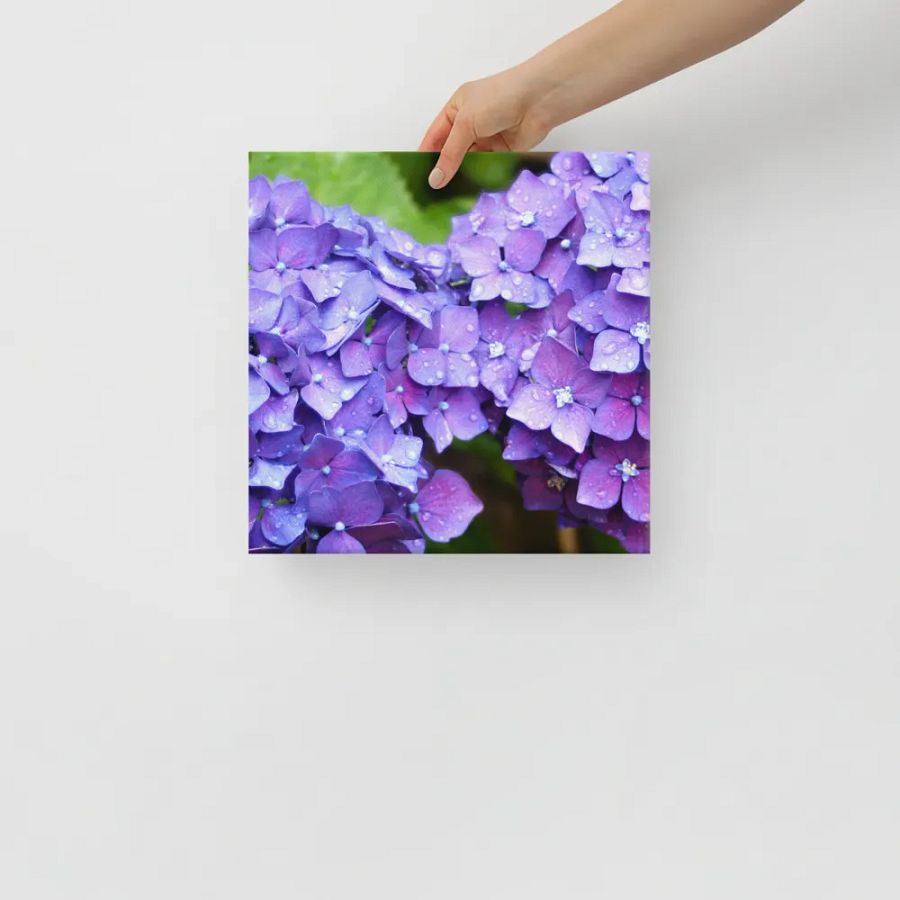 Hydrangeas product image (11)