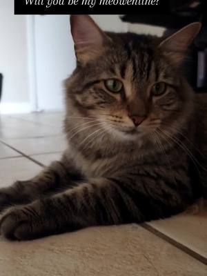 #cute #cat #catsoftiktok #cats #catlover #cattok #pet #PetsOfTikTok #pets #petlover #animal #animals #animalsoftiktok #animallover #tabby #tabbycat #tabbycatsoftiktok #tabbycats #norweigianforestcat #mixed #mixbreed #mixedbreedsoftiktok #mixedbreeds #furbaby #furbabylove #furchild #furchildren #foryoupage #foryourpage  #fyp #fypシ #fypage 